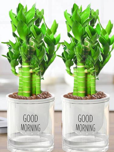 荷花竹怎么养，荷花竹怎么养什么时候开花？-第7张图片-优品飞百科