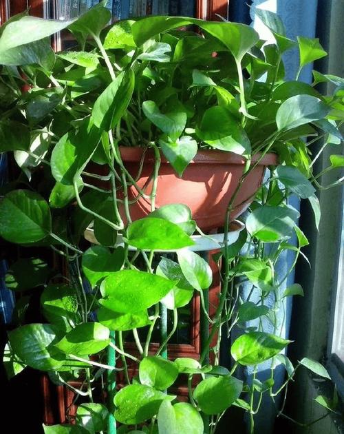 你还在买“花肥”养花？买养花的花肥？-第2张图片-优品飞百科