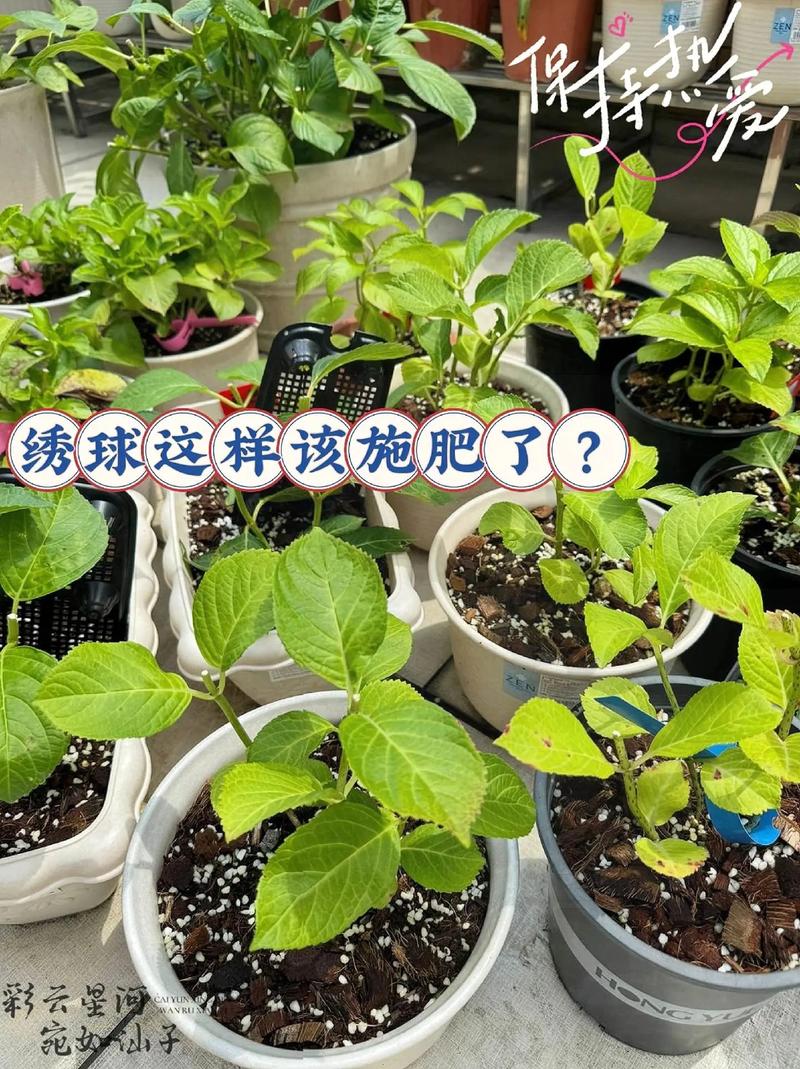 你还在买“花肥”养花？买养花的花肥？-第5张图片-优品飞百科