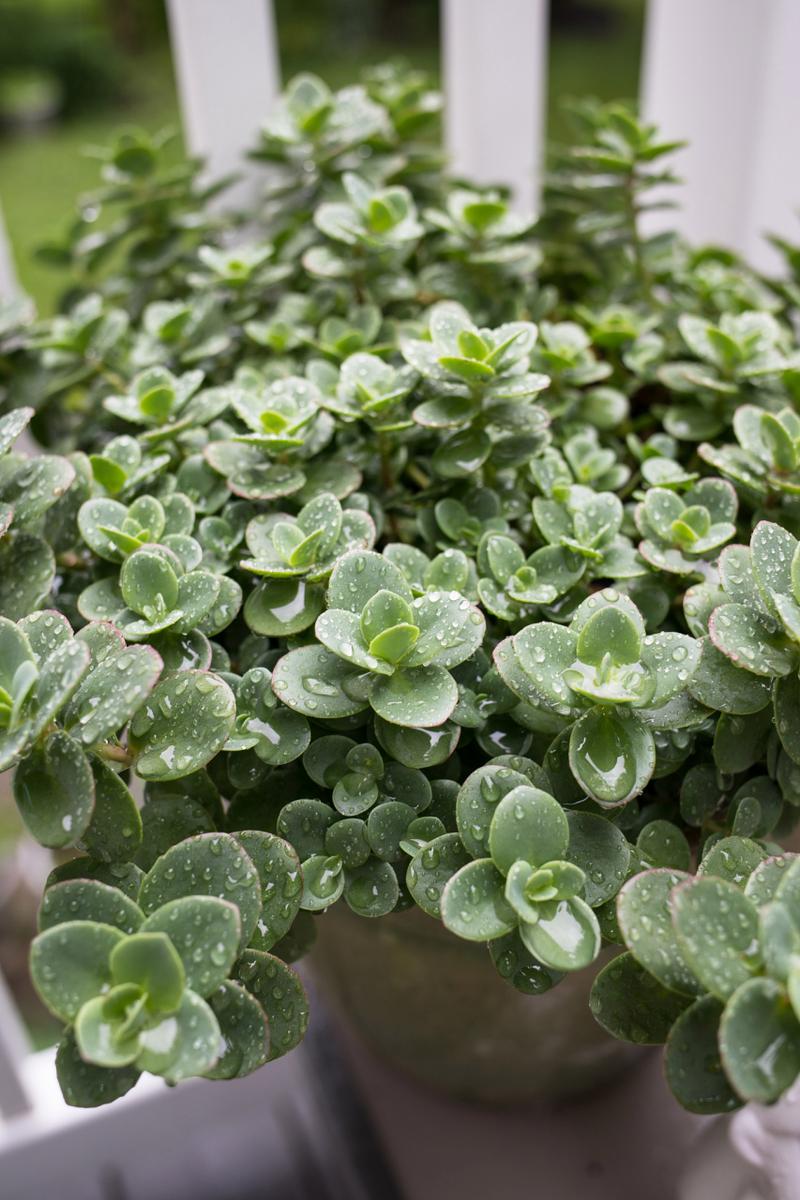 碰碰香怎么养殖，碰碰香养殖方法之要点？