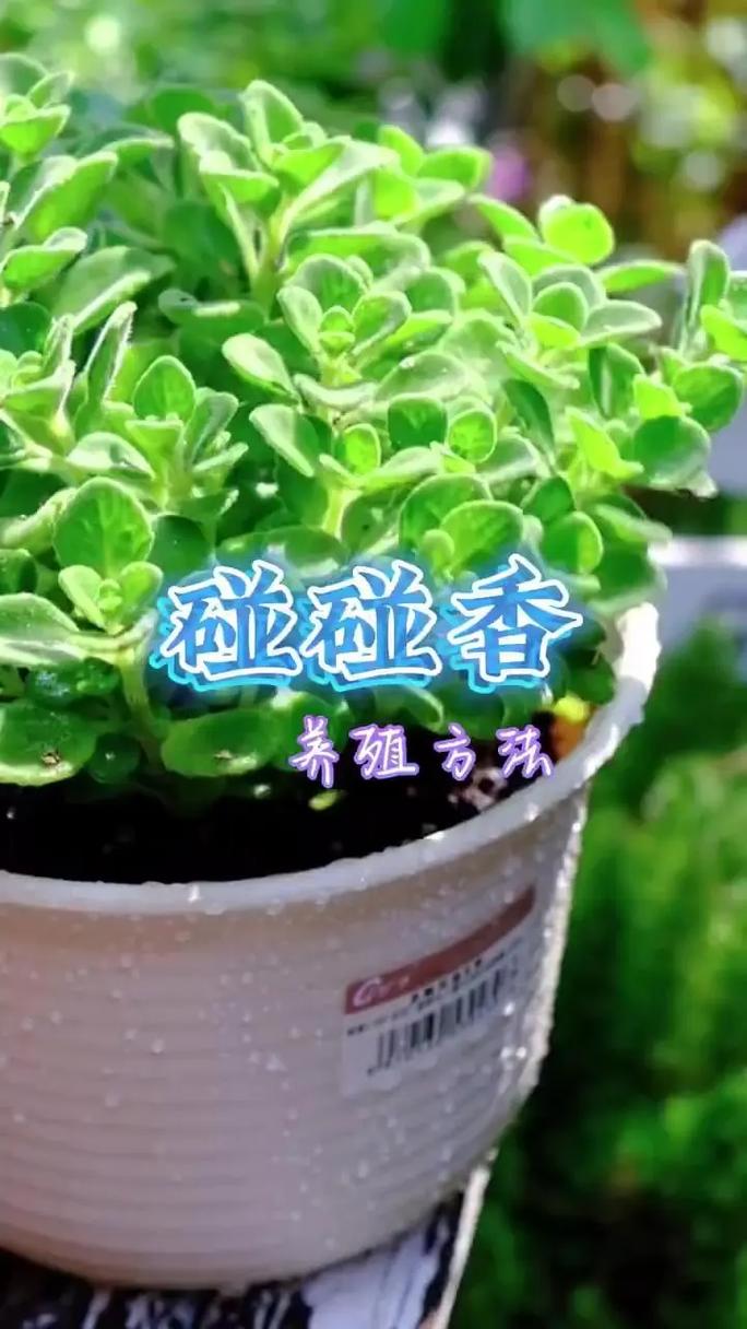 碰碰香怎么养殖，碰碰香养殖方法之要点？-第4张图片-优品飞百科