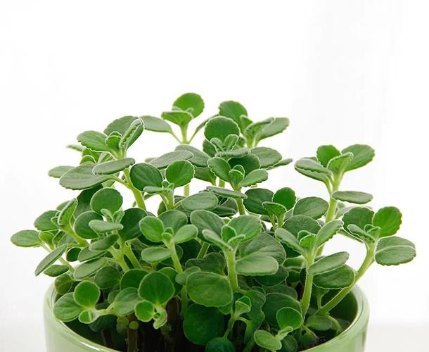 碰碰香怎么养殖，碰碰香养殖方法之要点？-第5张图片-优品飞百科