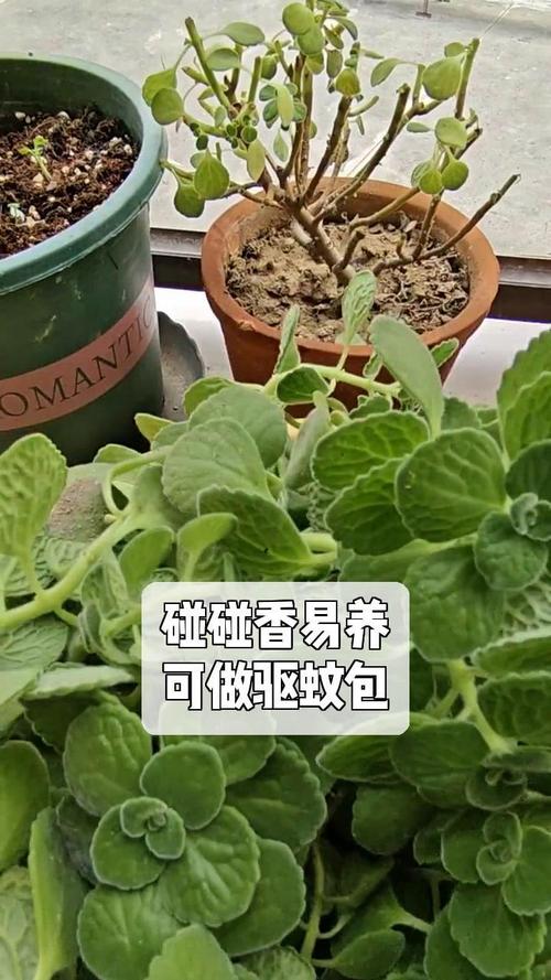 碰碰香怎么养殖，碰碰香养殖方法之要点？-第6张图片-优品飞百科