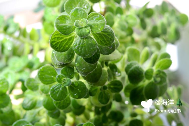 碰碰香怎么养殖，碰碰香养殖方法之要点？-第8张图片-优品飞百科