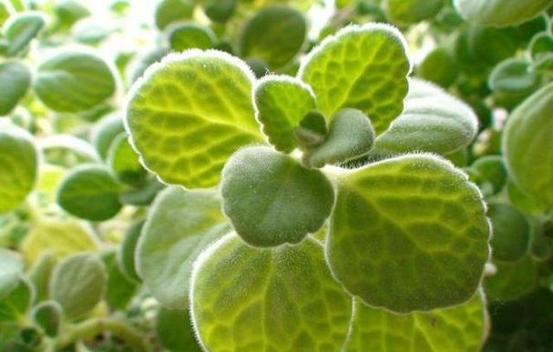 碰碰香怎么养殖，碰碰香养殖方法之要点？-第7张图片-优品飞百科