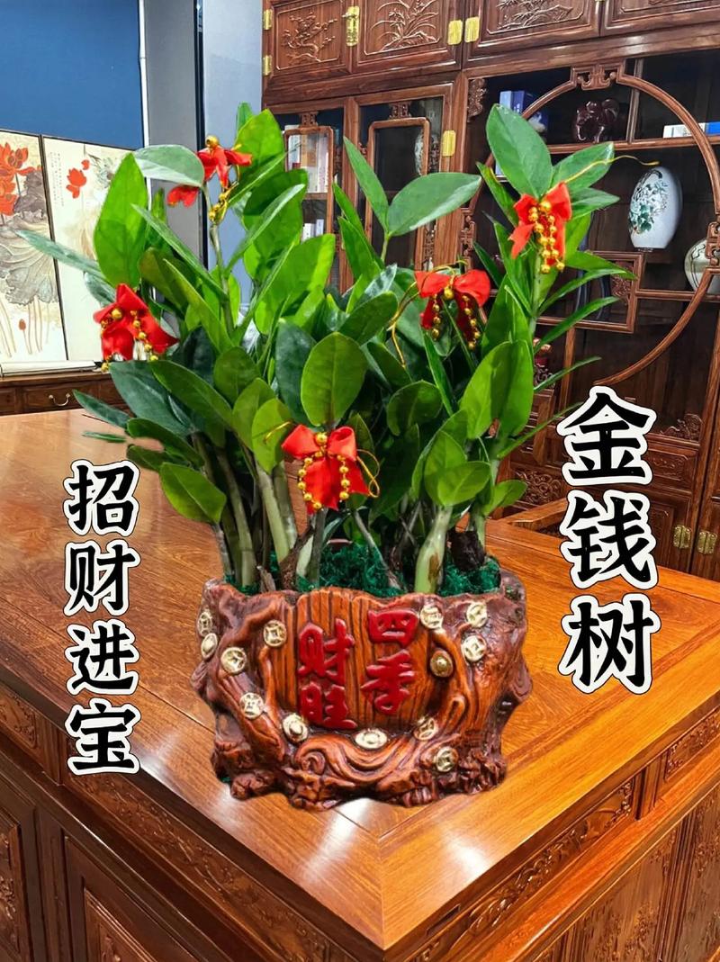 金钱树什么时候换盆好,金钱树什么时候移栽-第2张图片-优品飞百科 金钱树什么时候换盆好,金钱树什么时候移栽-第2张图片-优品飞百科