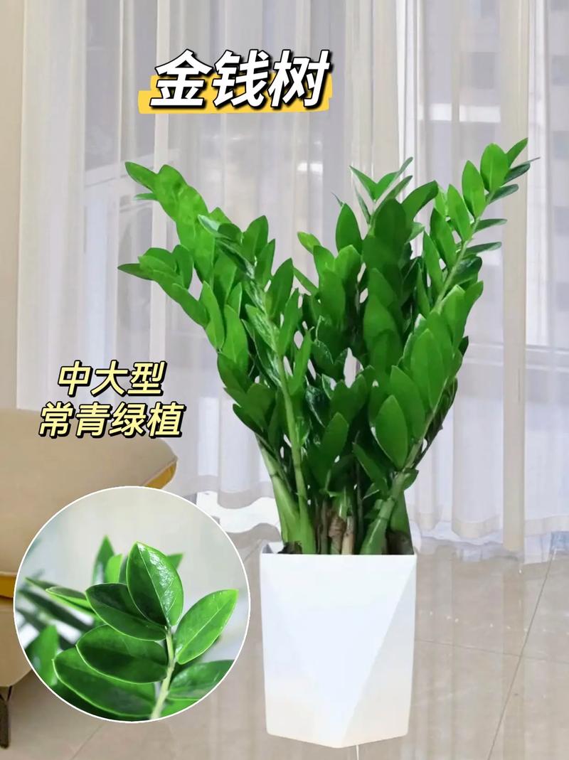 金钱树什么时候换盆好,金钱树什么时候移栽-第3张图片-优品飞百科 金钱树什么时候换盆好,金钱树什么时候移栽-第3张图片-优品飞百科