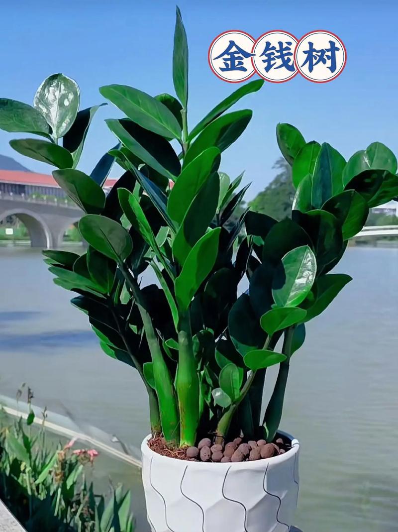 金钱树什么时候换盆好,金钱树什么时候移栽-第4张图片-优品飞百科 金钱树什么时候换盆好,金钱树什么时候移栽-第4张图片-优品飞百科
