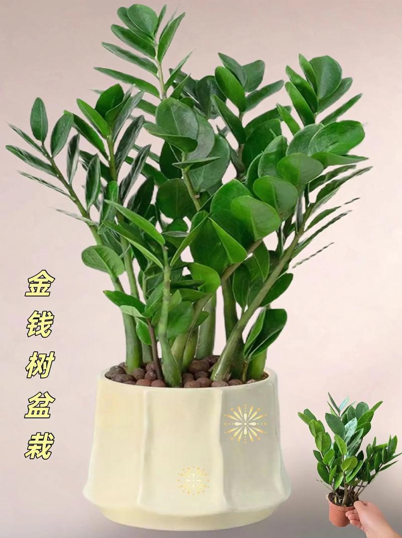 金钱树什么时候换盆好,金钱树什么时候移栽-第6张图片-优品飞百科 金钱树什么时候换盆好,金钱树什么时候移栽-第6张图片-优品飞百科