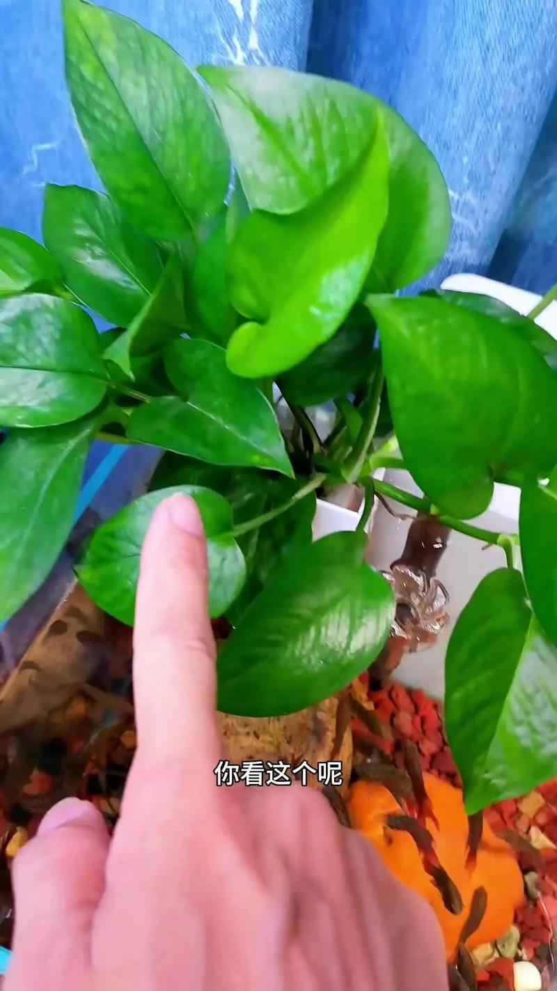 绿萝浇水可以从叶子上直接浇下来吗，绿萝能不能浇很多水