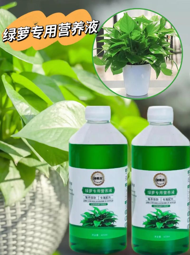 绿萝浇水可以从叶子上直接浇下来吗，绿萝能不能浇很多水-第2张图片-优品飞百科