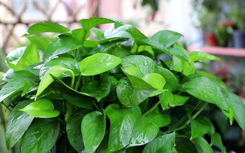 绿萝浇水可以从叶子上直接浇下来吗，绿萝能不能浇很多水-第5张图片-优品飞百科