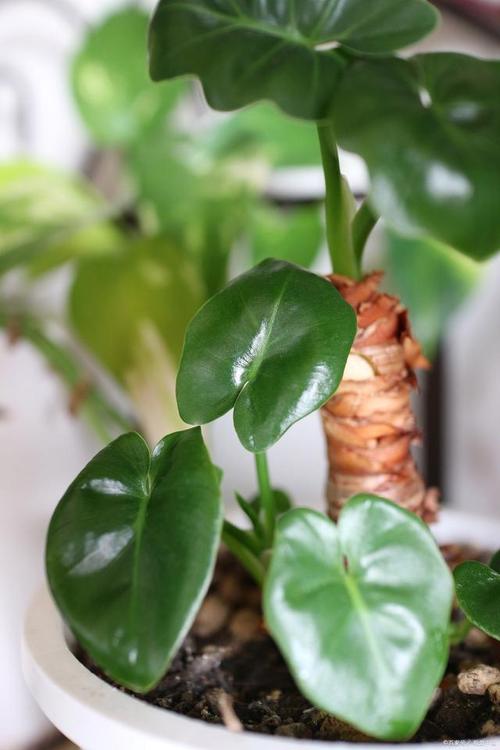 绿萝浇水可以从叶子上直接浇下来吗，绿萝能不能浇很多水-第6张图片-优品飞百科