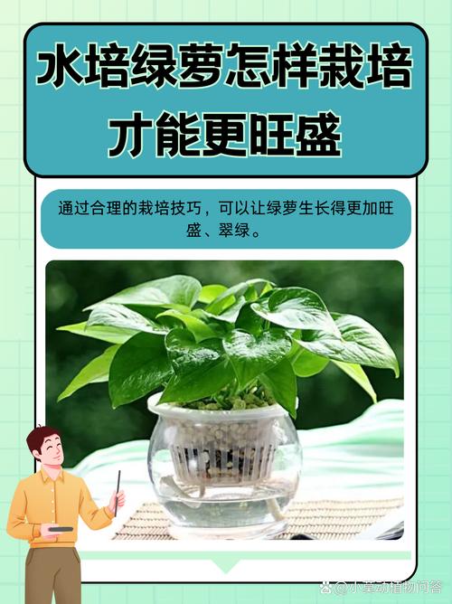 绿萝浇水可以从叶子上直接浇下来吗，绿萝能不能浇很多水-第7张图片-优品飞百科