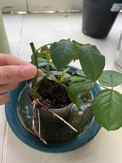 月季插扦方法，月季插扦方法图解？