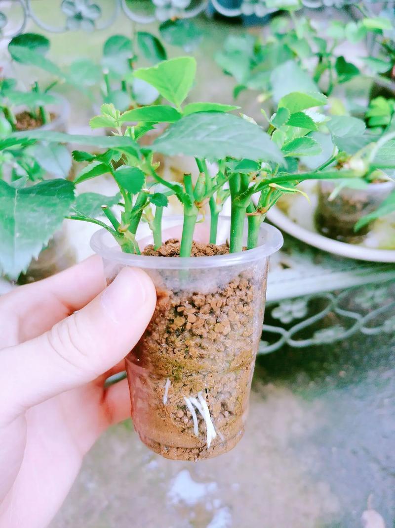 月季插扦方法，月季插扦方法图解？-第3张图片-优品飞百科