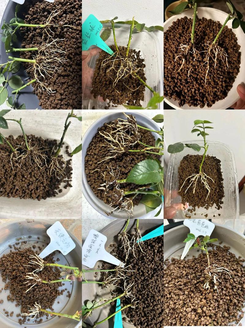 月季插扦方法，月季插扦方法图解？-第2张图片-优品飞百科