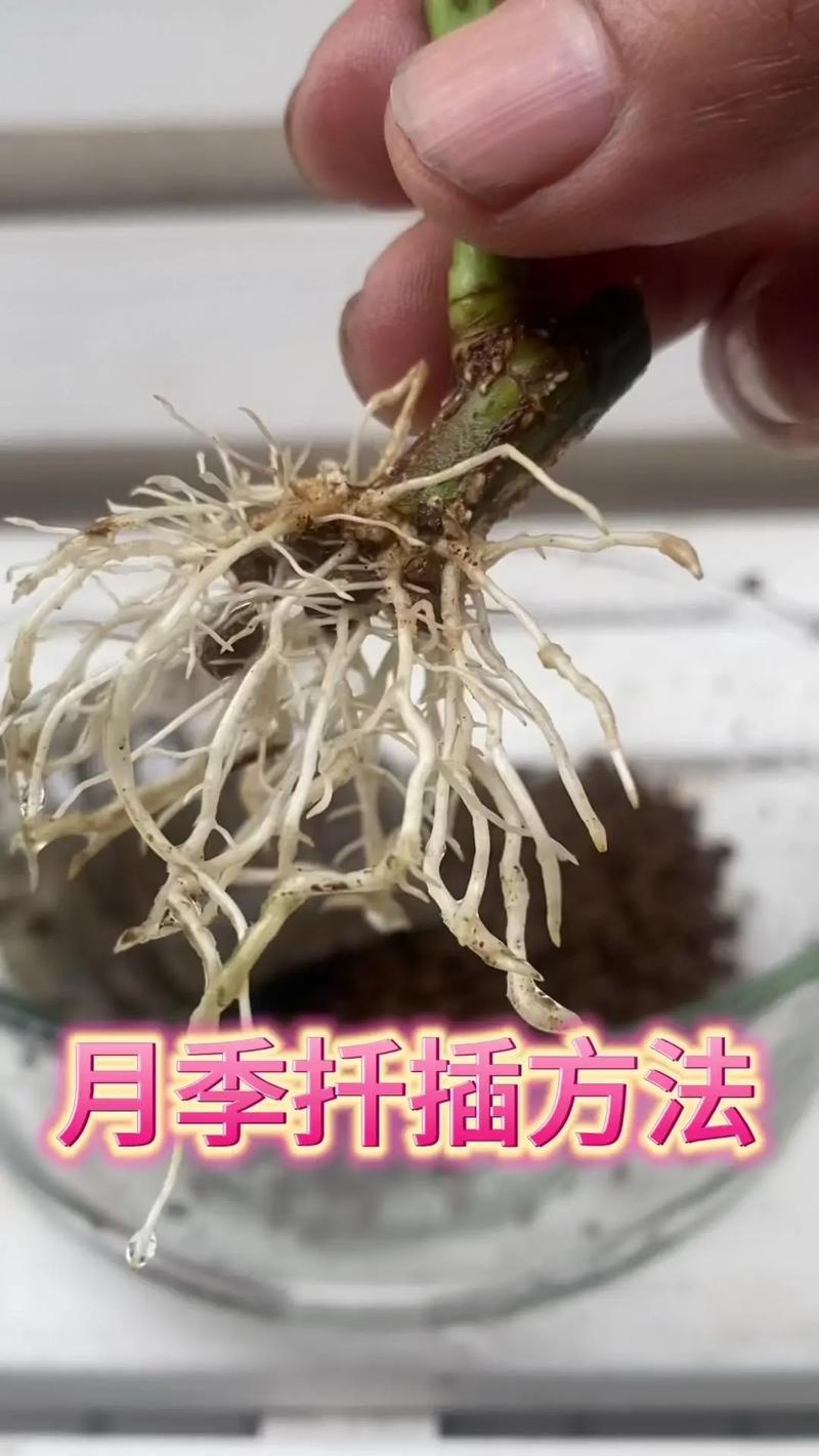 月季插扦方法，月季插扦方法图解？-第4张图片-优品飞百科