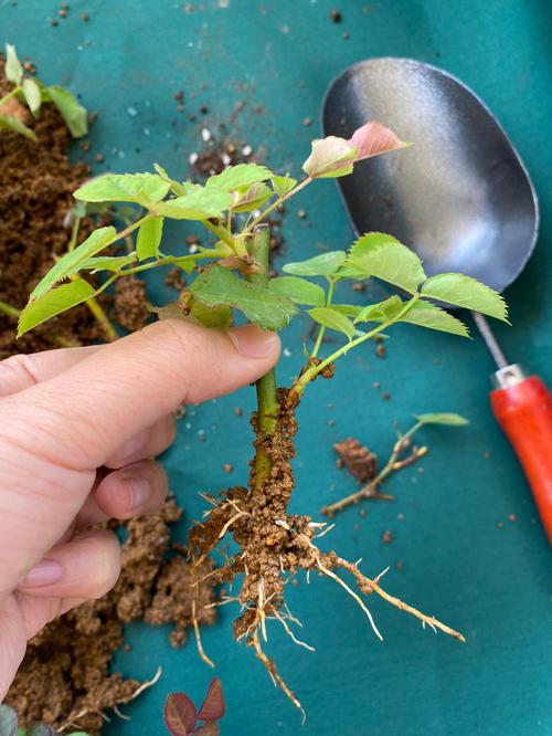 月季插扦方法，月季插扦方法图解？-第6张图片-优品飞百科