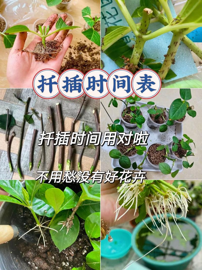 月季插扦方法，月季插扦方法图解？-第8张图片-优品飞百科