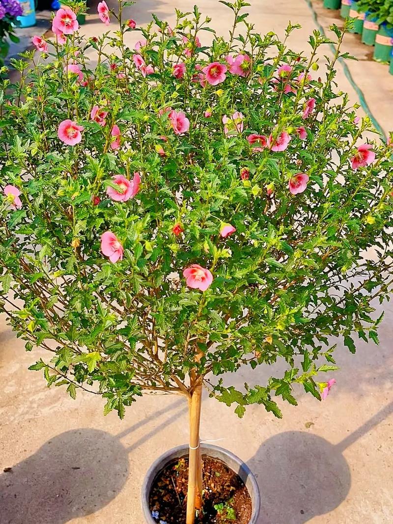 木槿花的花后处理，木槿花花谢后的修剪？