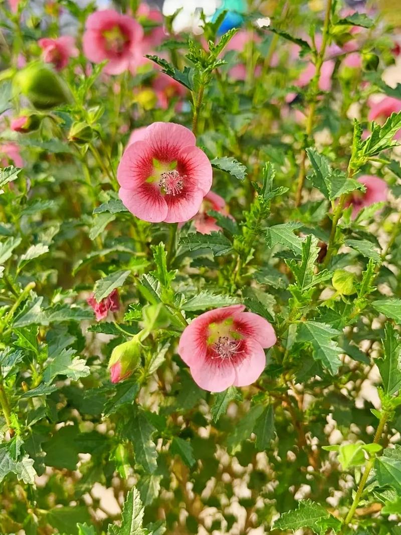 木槿花的花后处理，木槿花花谢后的修剪？-第3张图片-优品飞百科