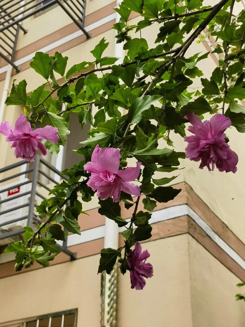 木槿花的花后处理，木槿花花谢后的修剪？-第2张图片-优品飞百科