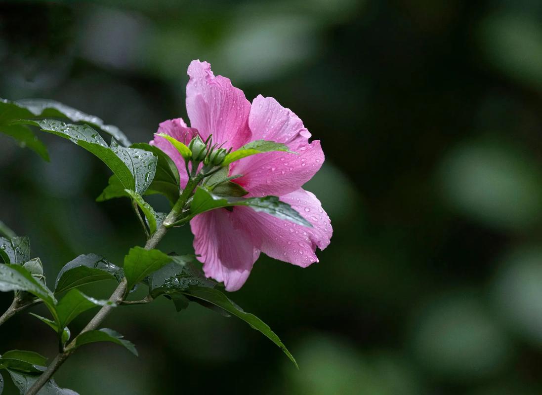 木槿花的花后处理，木槿花花谢后的修剪？-第4张图片-优品飞百科