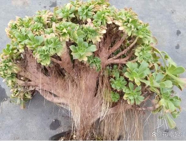 无根多肉可以直接种吗？多肉植物无根能插活吗?？