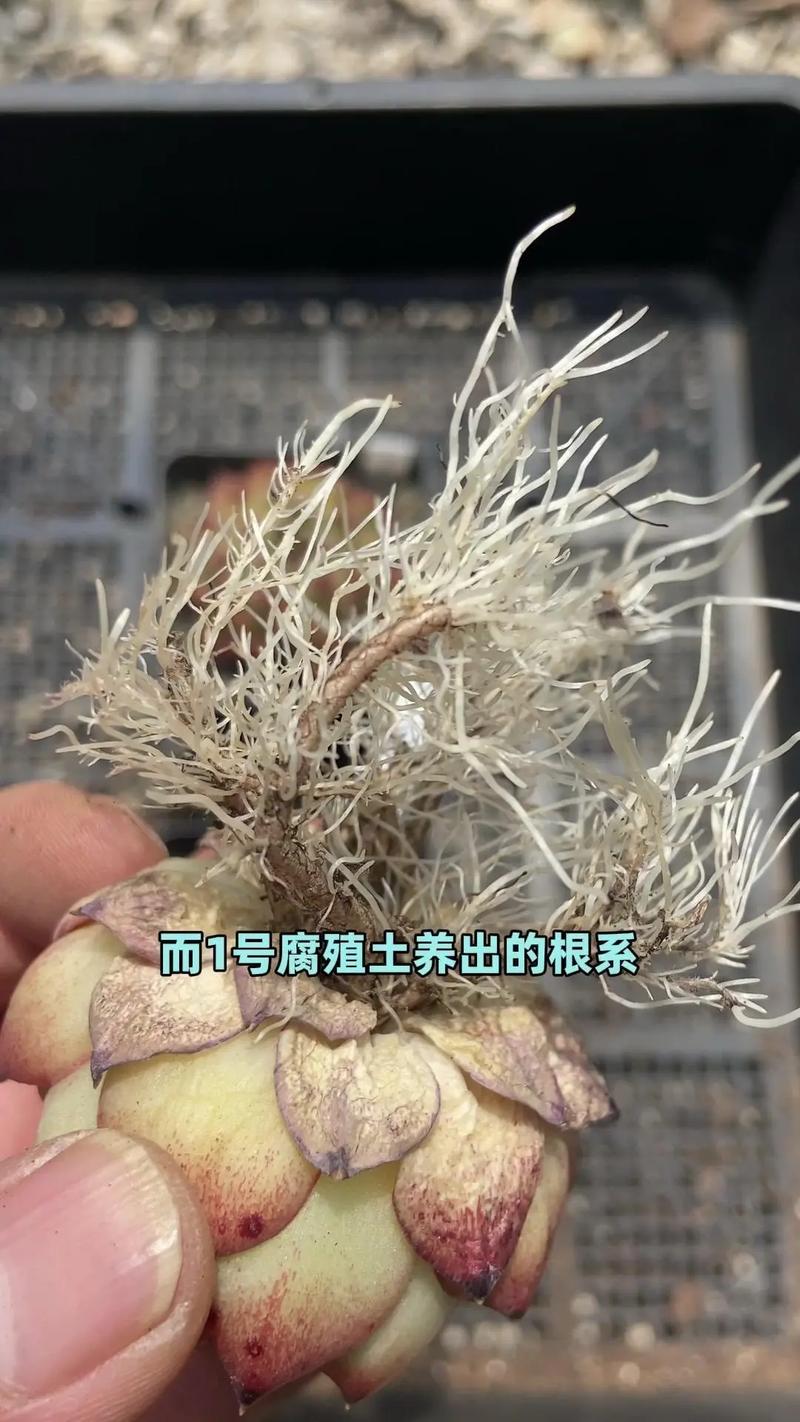 无根多肉可以直接种吗？多肉植物无根能插活吗?？-第2张图片-优品飞百科