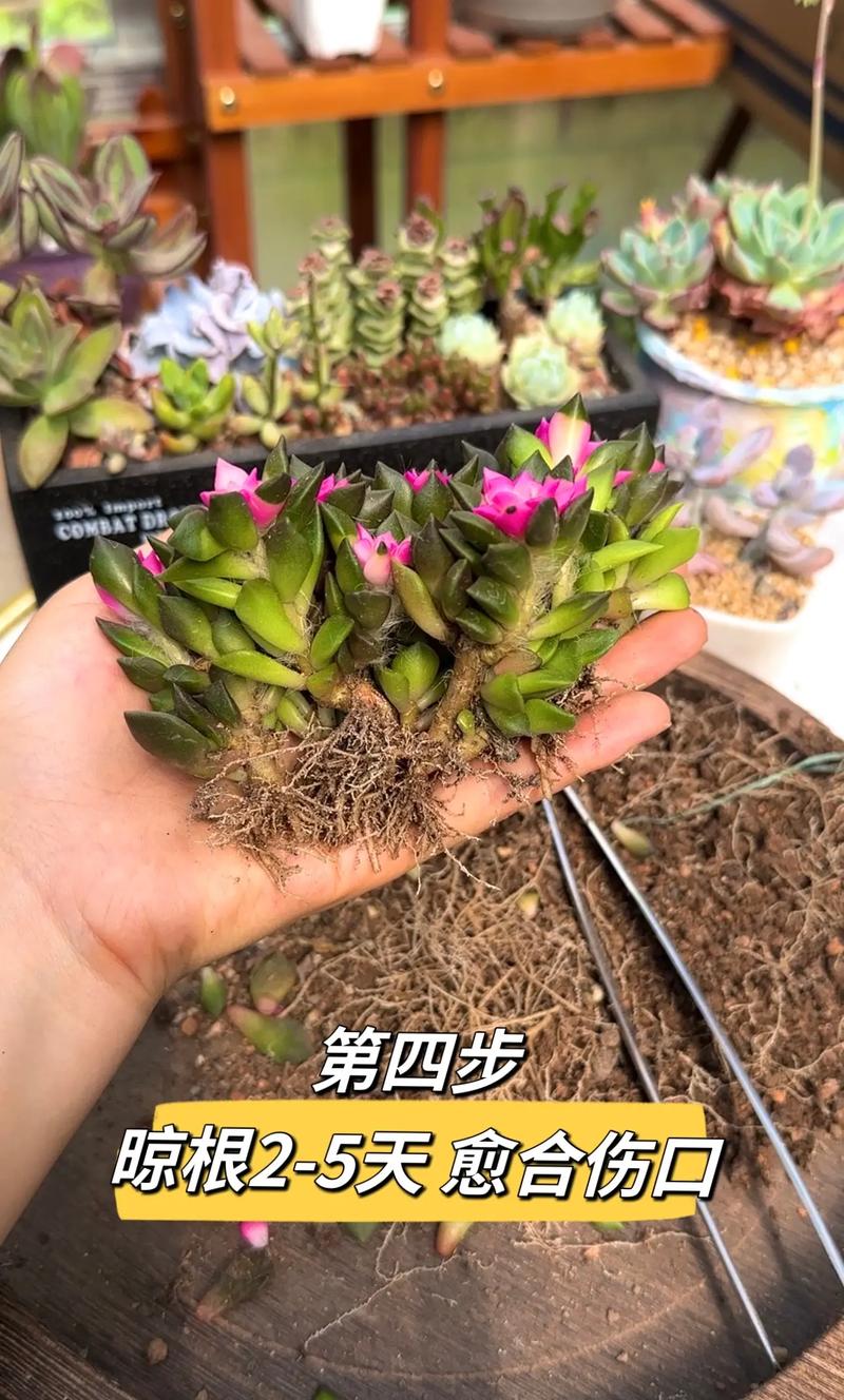 无根多肉可以直接种吗？多肉植物无根能插活吗?？-第3张图片-优品飞百科