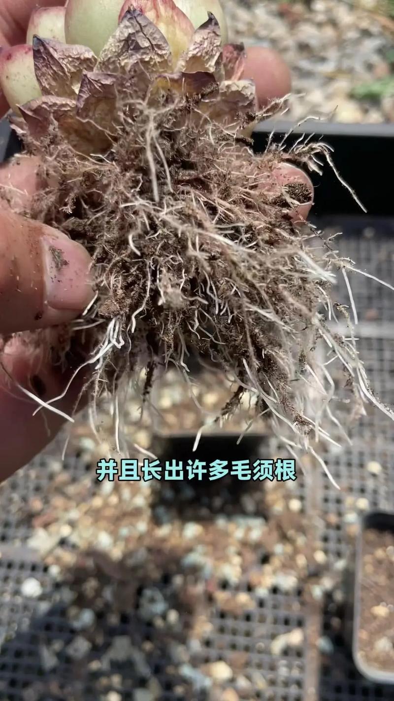 无根多肉可以直接种吗？多肉植物无根能插活吗?？-第4张图片-优品飞百科