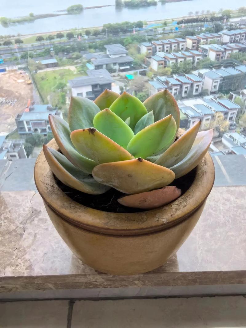 无根多肉可以直接种吗？多肉植物无根能插活吗?？-第5张图片-优品飞百科