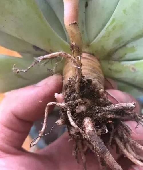 无根多肉可以直接种吗？多肉植物无根能插活吗?？-第6张图片-优品飞百科
