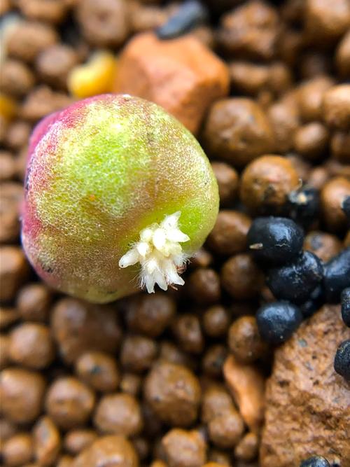 无根多肉可以直接种吗？多肉植物无根能插活吗?？-第8张图片-优品飞百科