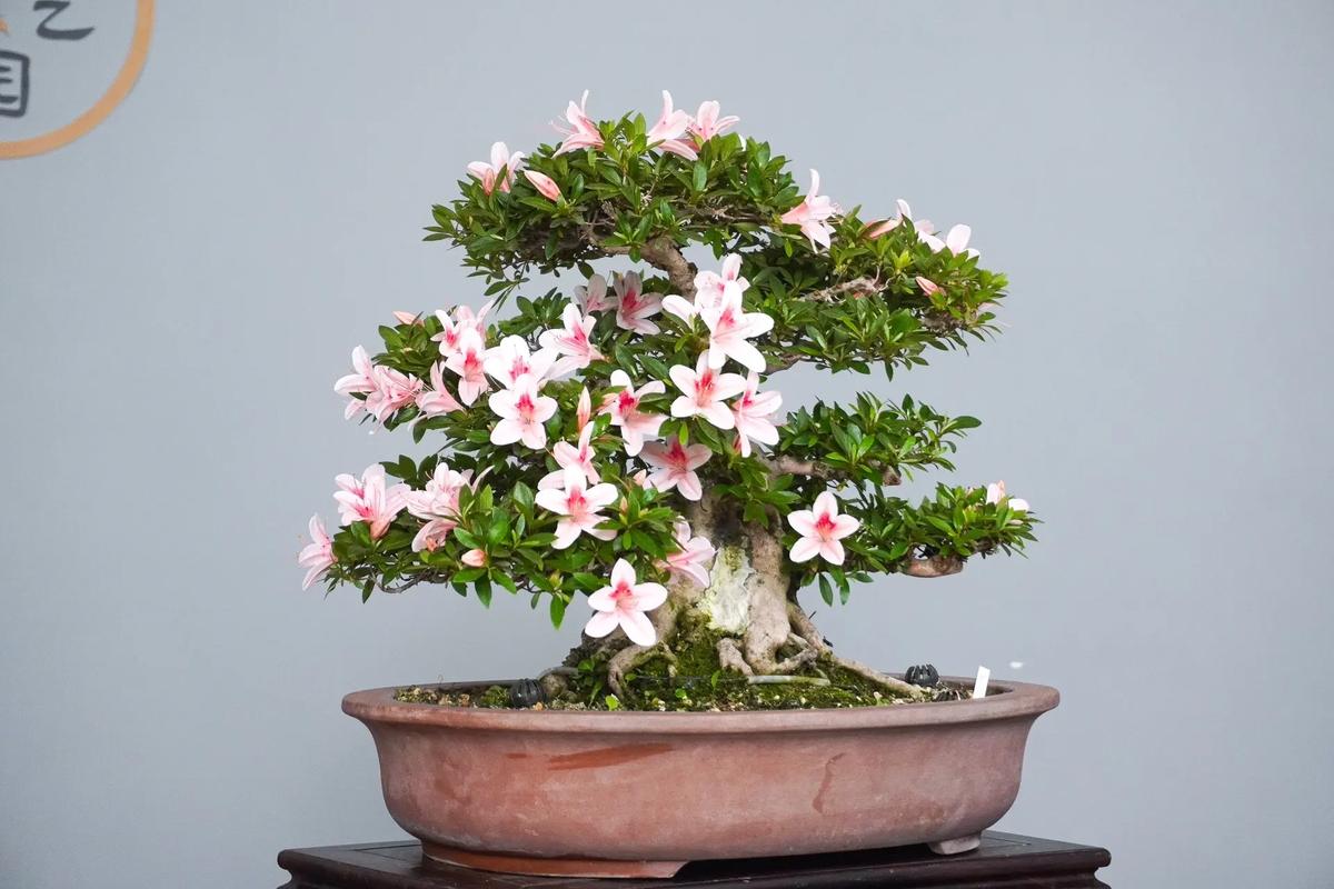 杜鹃花盆景如何修剪，杜鹃花盆景修剪教程