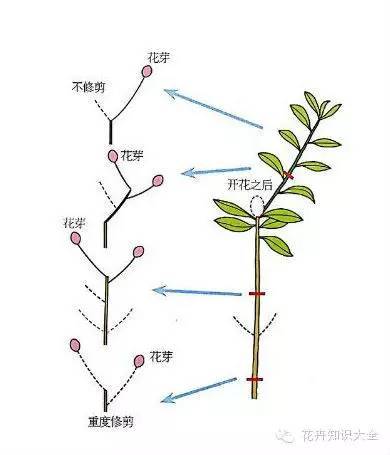 杜鹃花盆景如何修剪，杜鹃花盆景修剪教程-第2张图片-优品飞百科