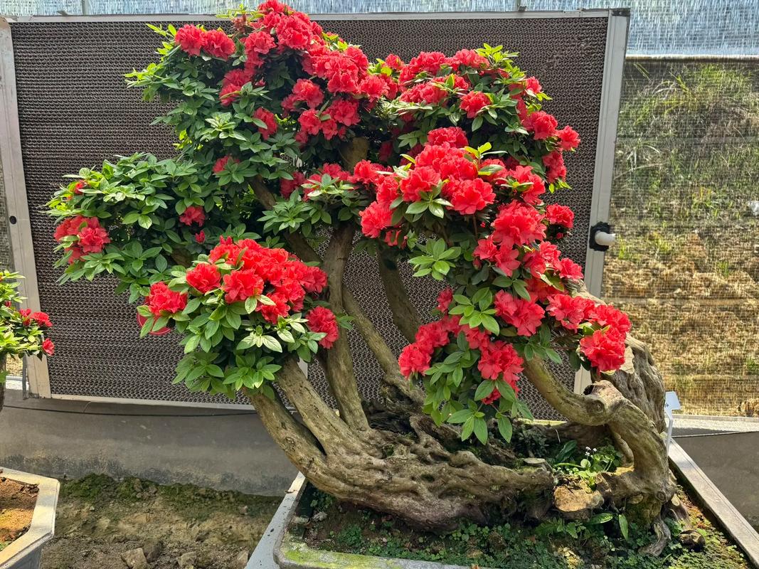 杜鹃花盆景如何修剪，杜鹃花盆景修剪教程-第3张图片-优品飞百科