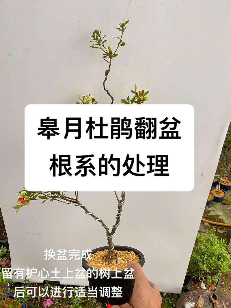 杜鹃花盆景如何修剪，杜鹃花盆景修剪教程-第4张图片-优品飞百科
