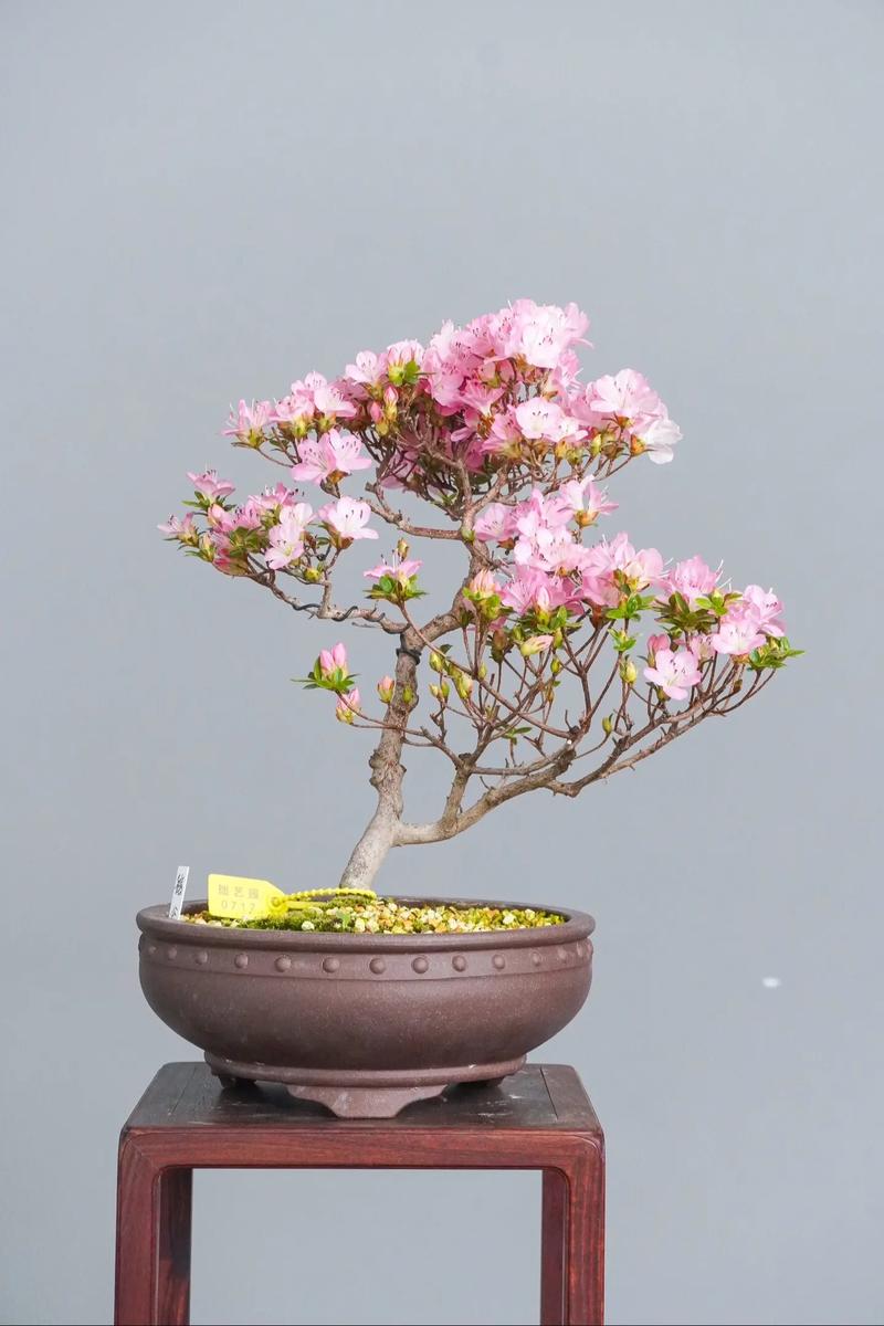 杜鹃花盆景如何修剪，杜鹃花盆景修剪教程-第5张图片-优品飞百科