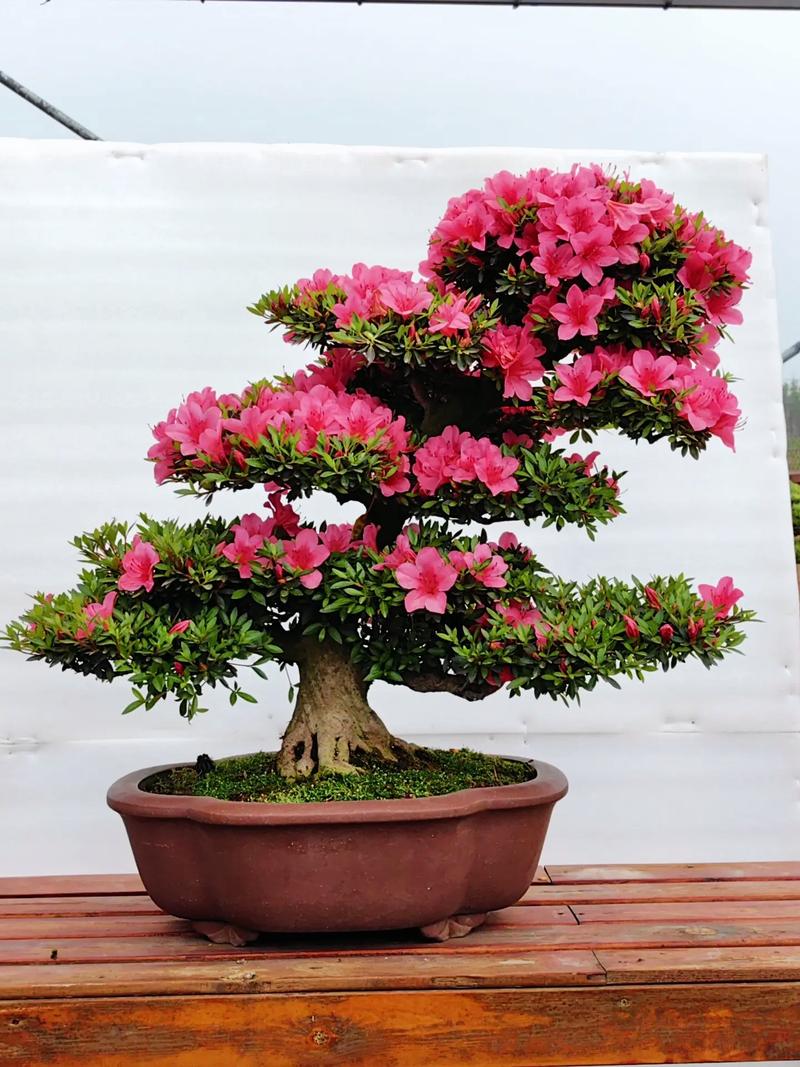 杜鹃花盆景如何修剪，杜鹃花盆景修剪教程-第8张图片-优品飞百科
