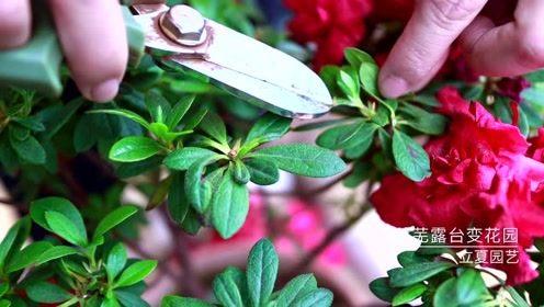 杜鹃花盆景如何修剪，杜鹃花盆景修剪教程-第7张图片-优品飞百科