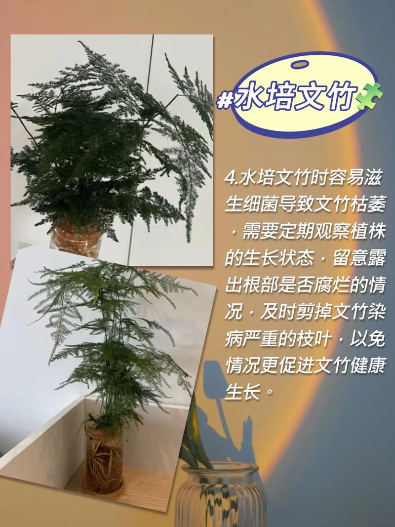 水培文竹自制营养液方法？文竹水培视频教程？