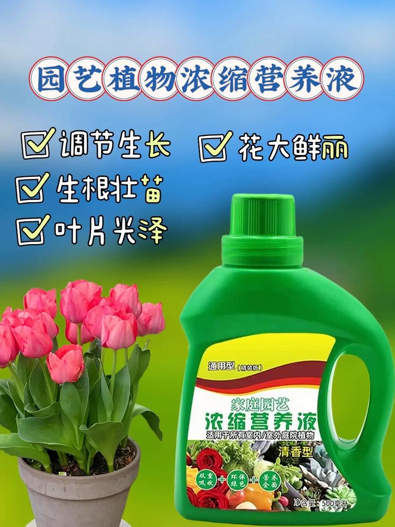 水培文竹自制营养液方法？文竹水培视频教程？-第2张图片-优品飞百科