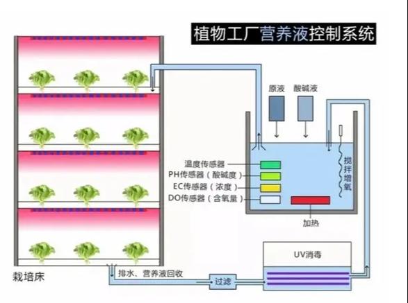 水培文竹自制营养液方法？文竹水培视频教程？-第3张图片-优品飞百科