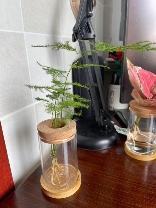 水培文竹自制营养液方法？文竹水培视频教程？-第4张图片-优品飞百科