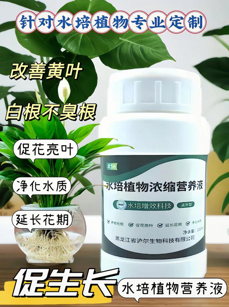 水培文竹自制营养液方法？文竹水培视频教程？-第5张图片-优品飞百科
