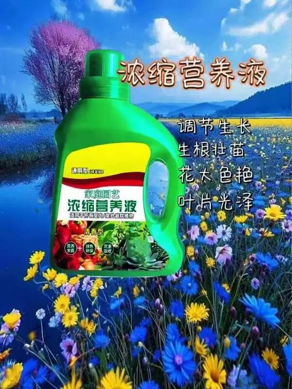 水培文竹自制营养液方法？文竹水培视频教程？-第7张图片-优品飞百科