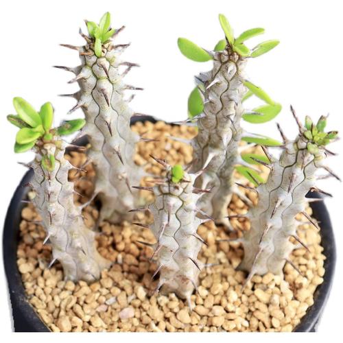 魔针地岳怎么养？魔针地狱简介？