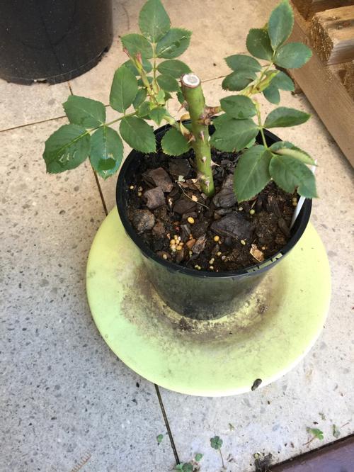 玫瑰怎么扦插，沙漠玫瑰如何扦插繁殖-第5张图片-优品飞百科